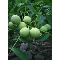 梨树苗繁育基地讲解晚秋黄梨的丰产技术15653950369